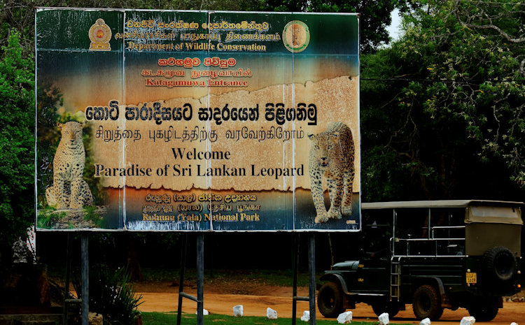 Sri Lanka leopard safari